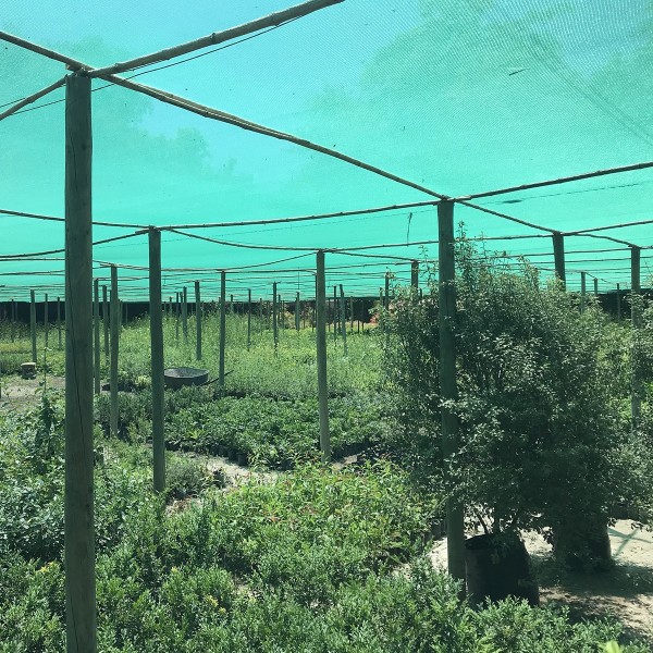 Malla Sombra Negra 4.2mt Ancho / Sombra 80% / Origen Chileno - Imagen 8